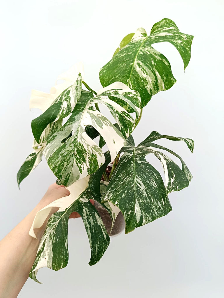 Monstera albo variegata