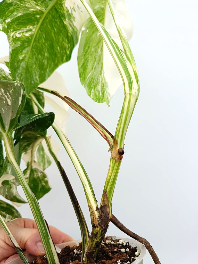 Monstera albo variegata