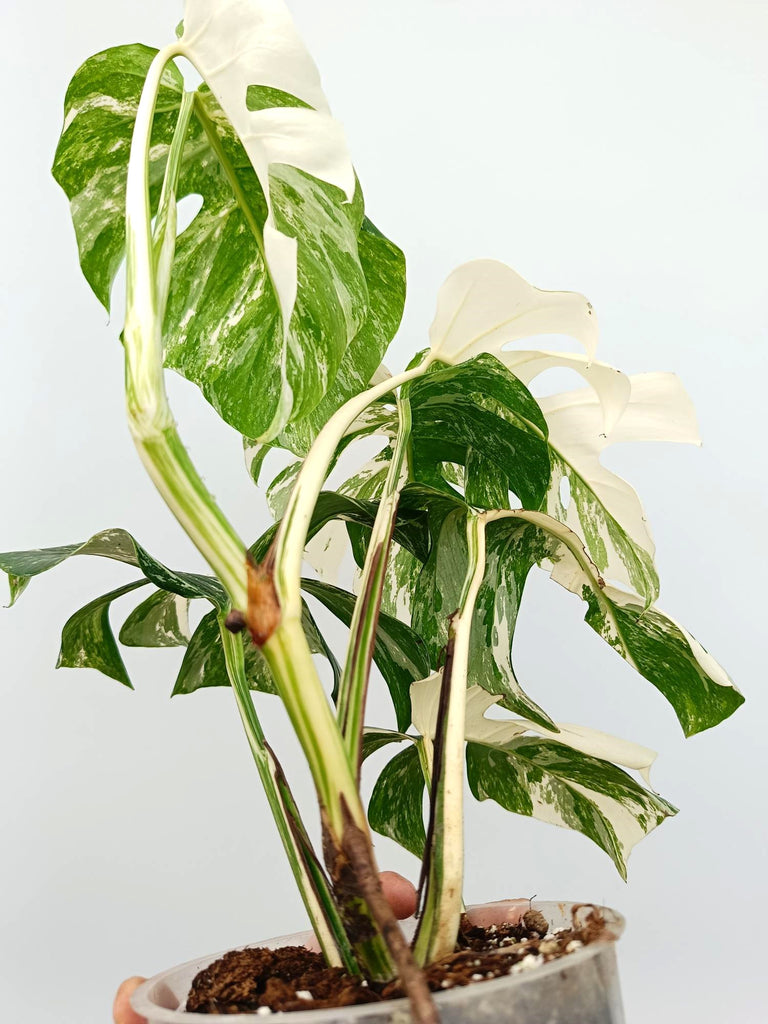 Monstera albo variegata