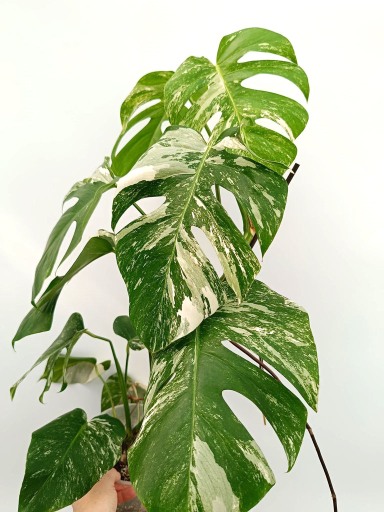 Monstera albo variegata