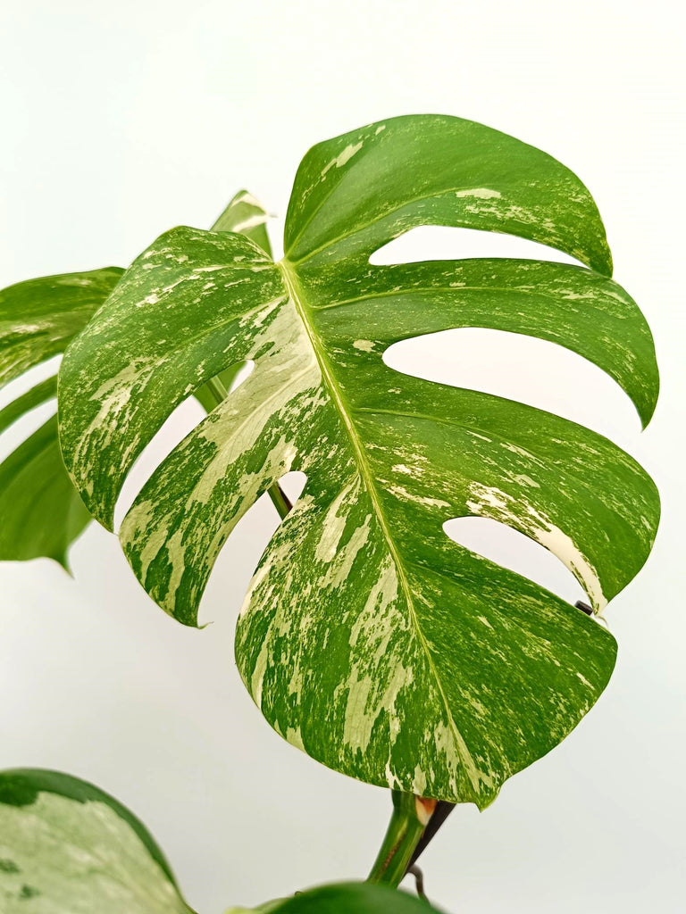 Monstera albo variegata