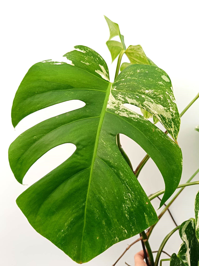 Monstera albo variegata