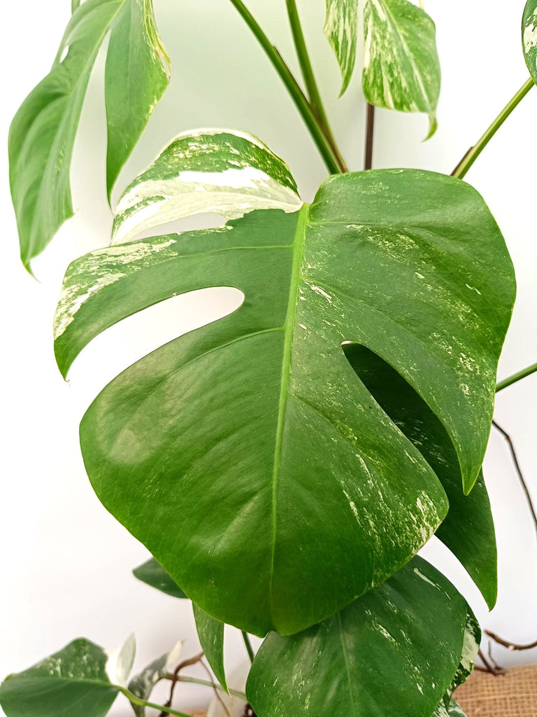 Monstera albo variegata