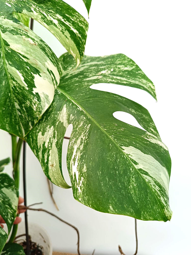 Monstera albo variegata