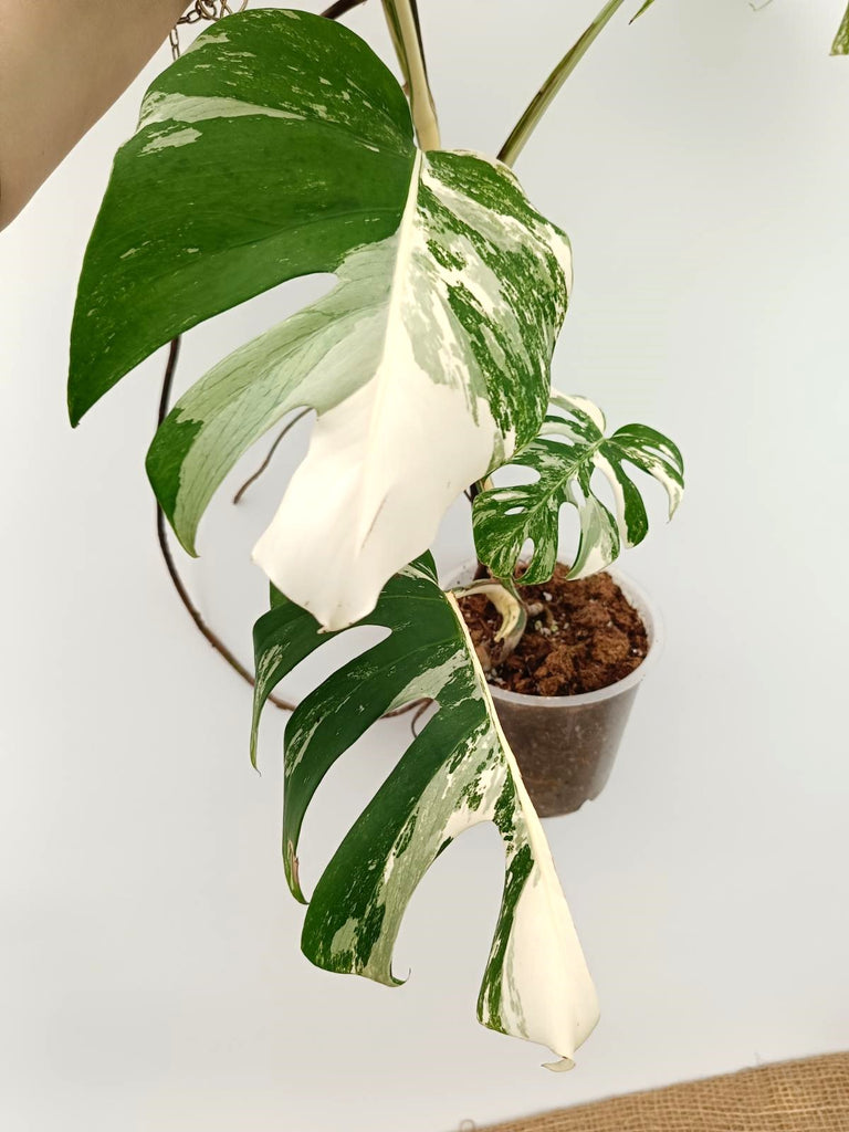 Monstera albo variegata