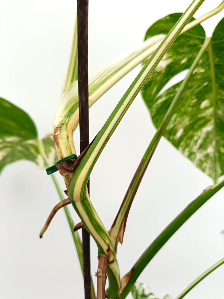 Monstera albo variegata