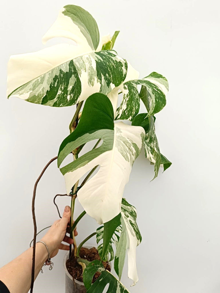 Monstera albo variegata