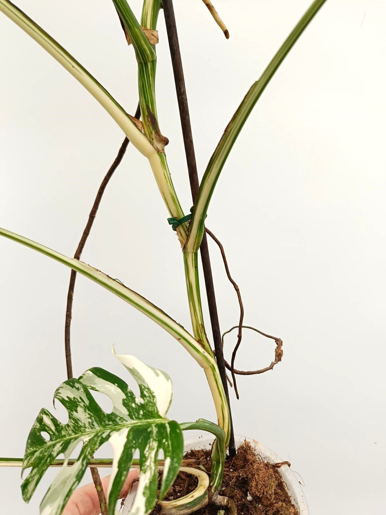 Monstera albo variegata