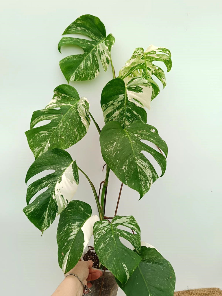 Monstera albo variegata