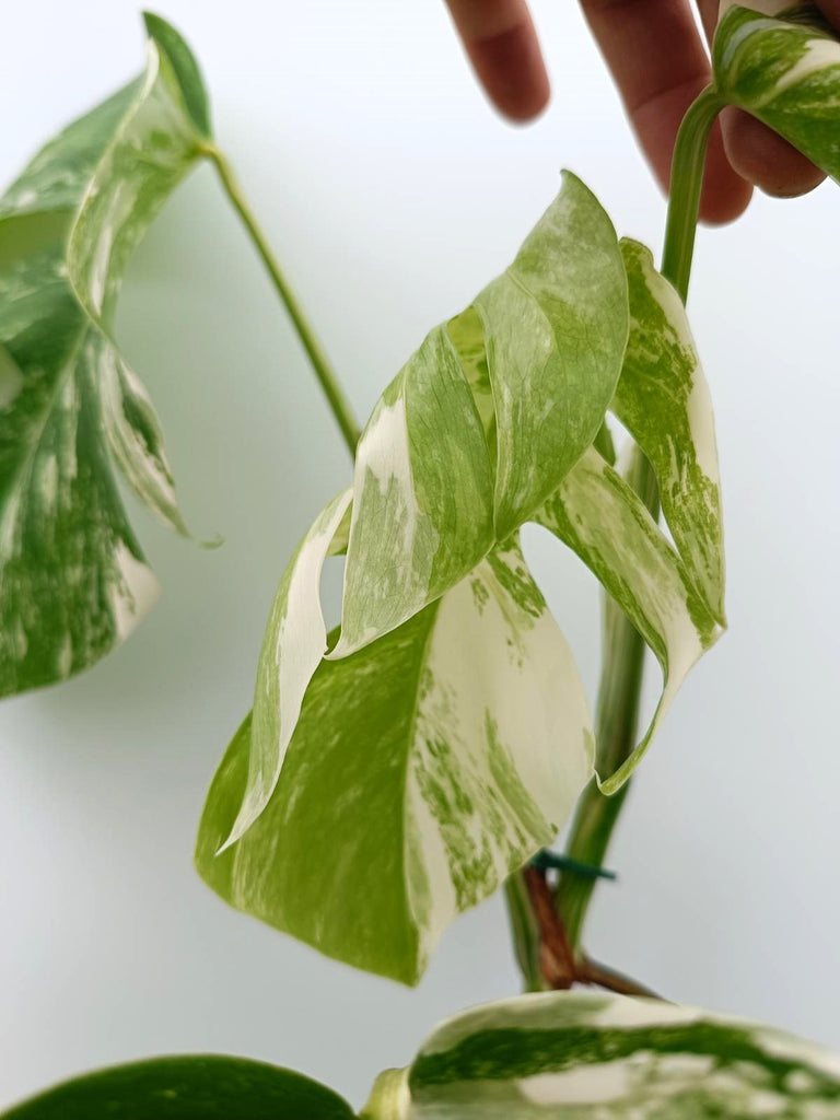 Monstera albo variegata