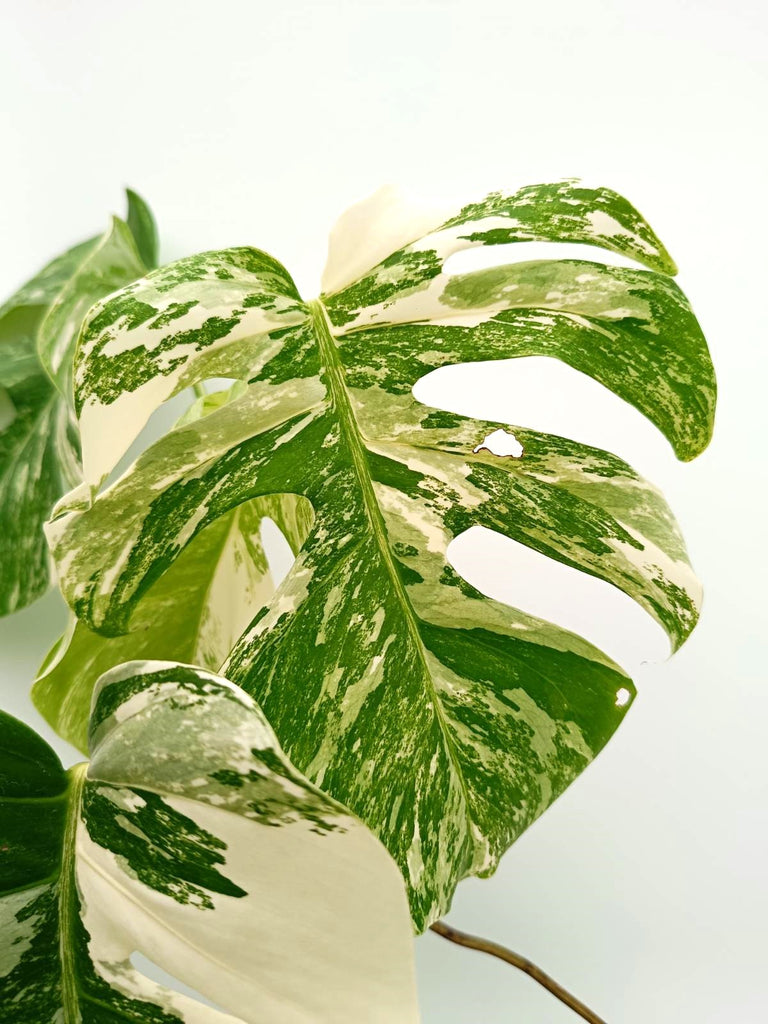 Monstera albo variegata