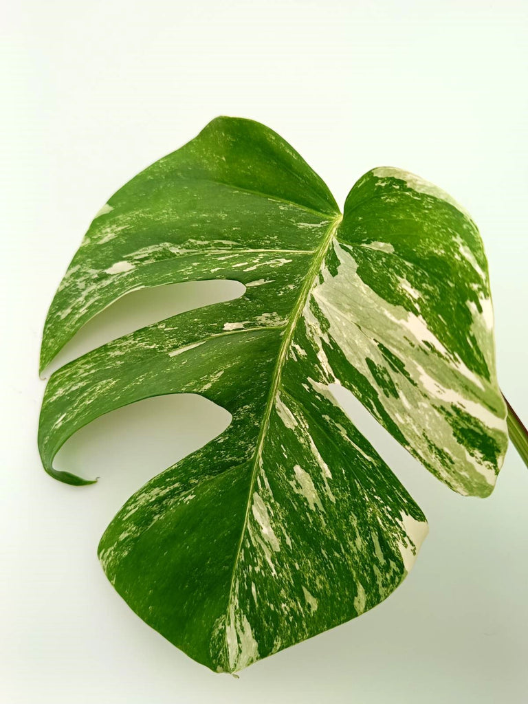 Monstera albo variegata