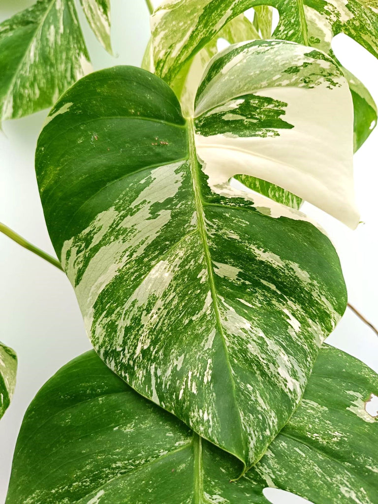 Monstera albo variegata