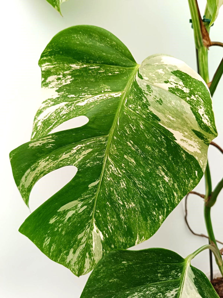 Monstera albo variegata