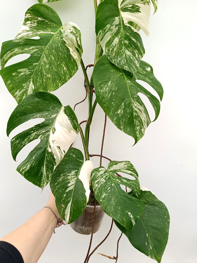 Monstera albo variegata