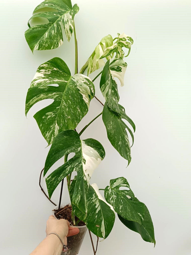 Monstera albo variegata