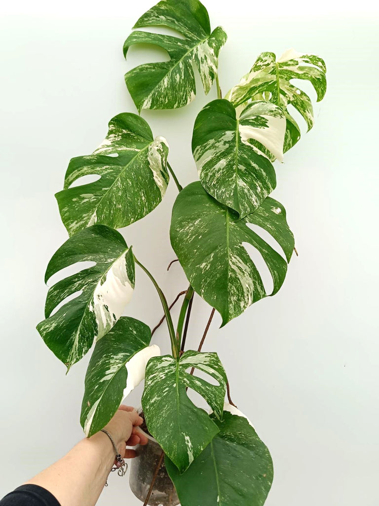 Monstera albo variegata