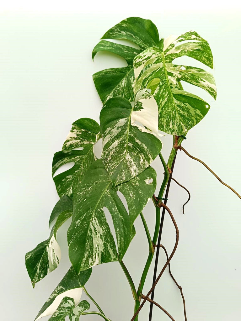 Monstera albo variegata