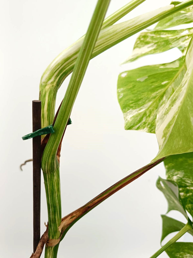 Monstera albo variegata