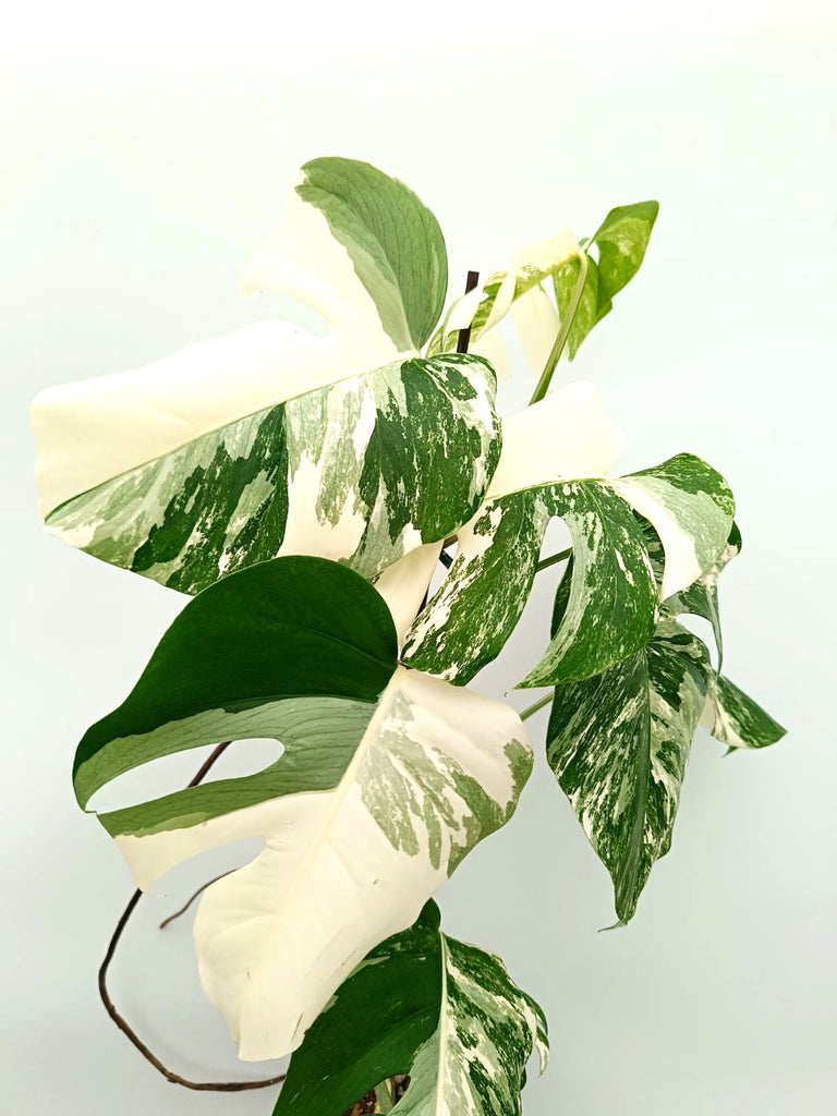 Monstera albo variegata