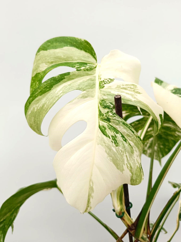 Monstera albo variegata