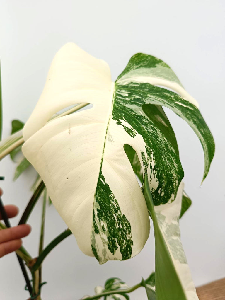 Monstera albo variegata