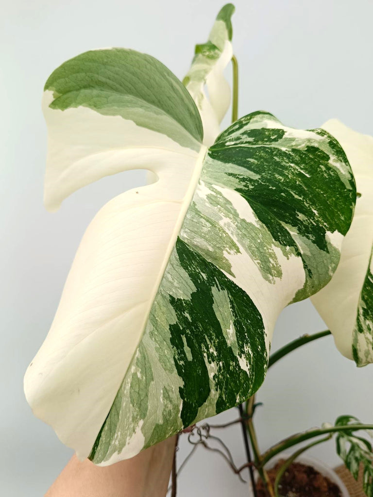 Monstera albo variegata