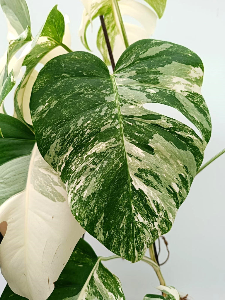 Monstera albo variegata