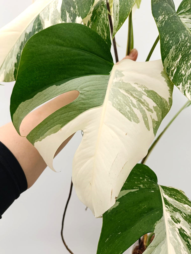 Monstera albo variegata