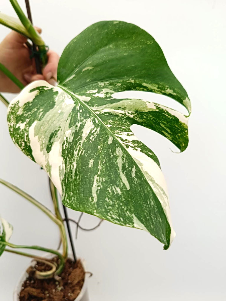 Monstera albo variegata