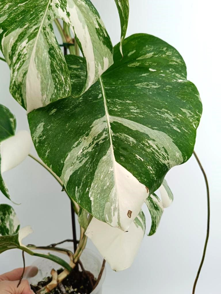 Monstera albo variegata