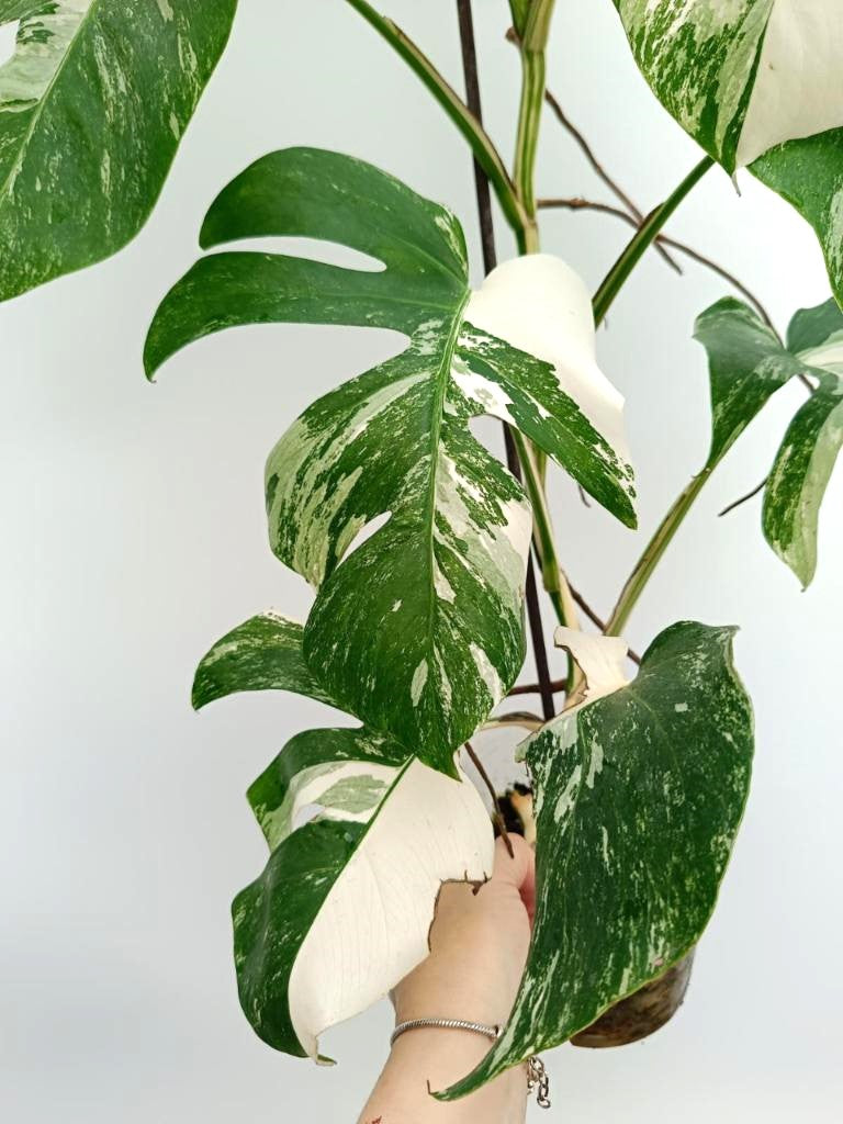 Monstera albo variegata