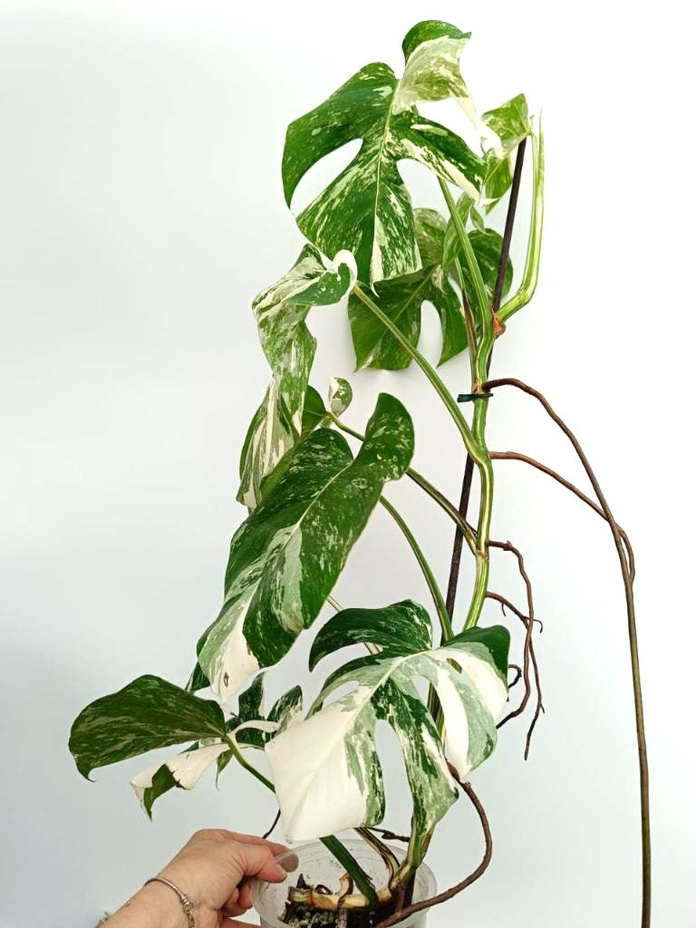 Monstera albo variegata