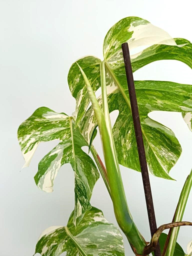 Monstera albo variegata