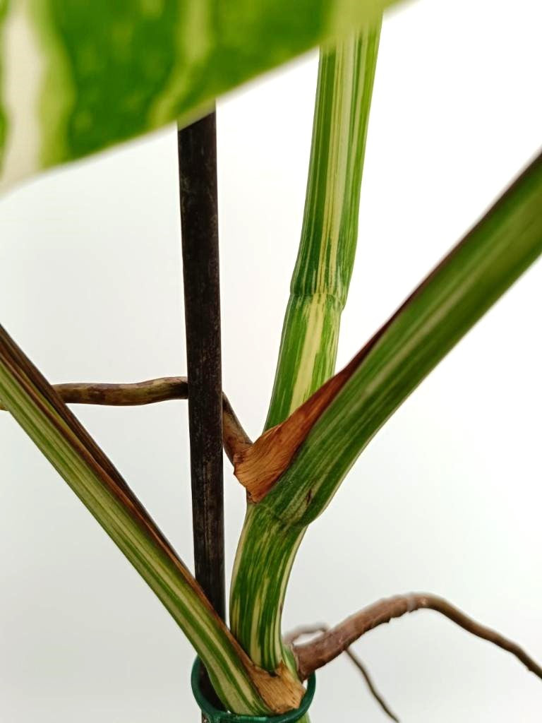 Monstera albo variegata