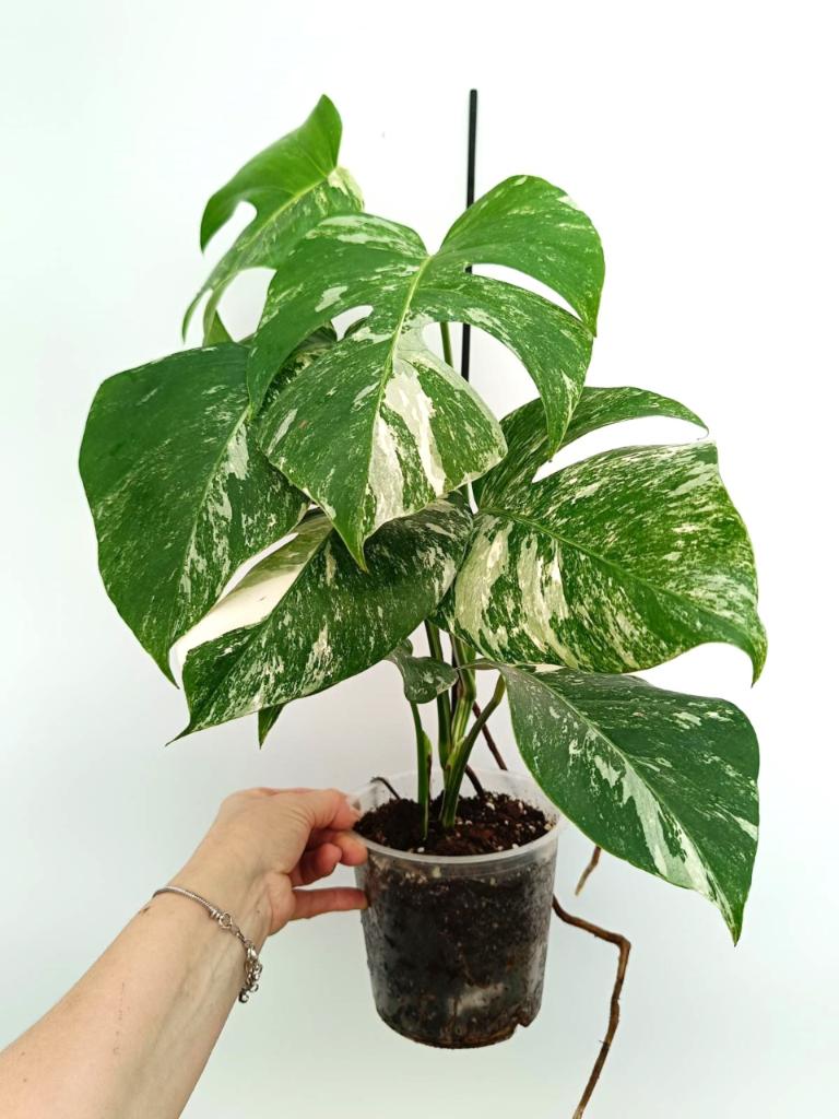 Monstera albo variegata