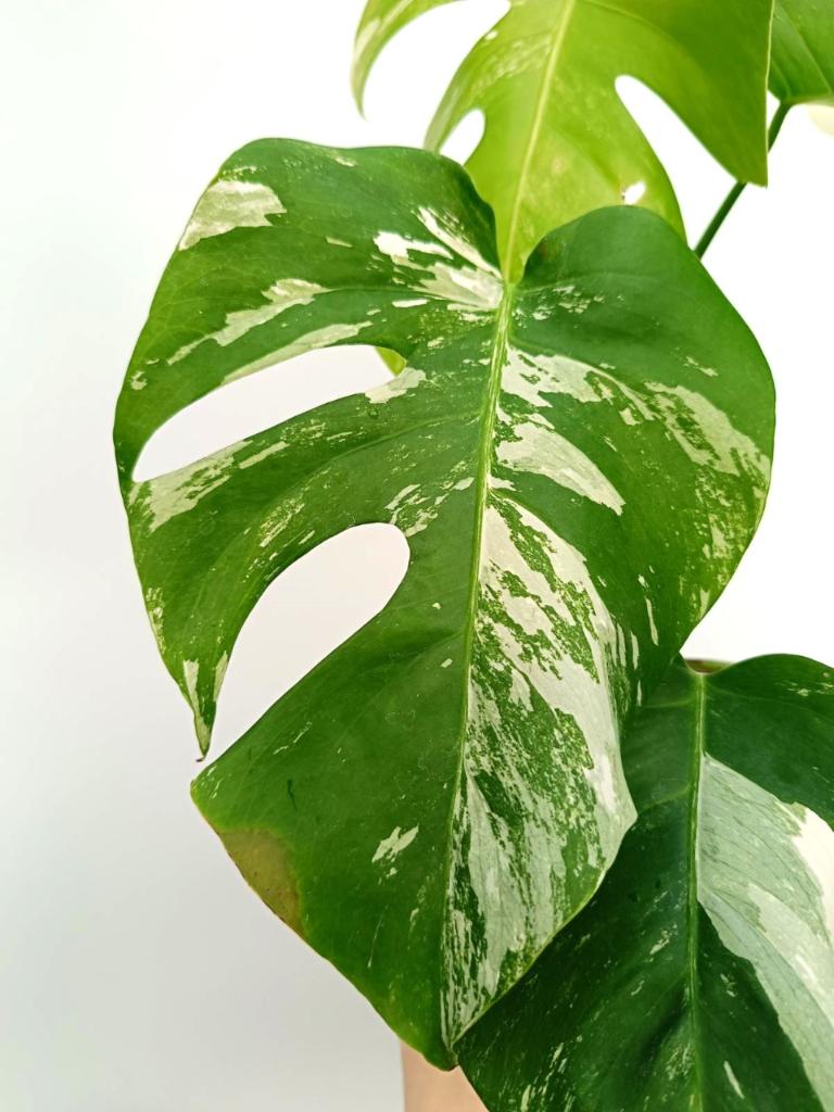 Monstera albo variegata