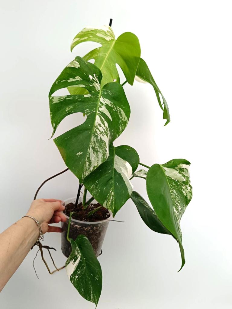 Monstera albo variegata