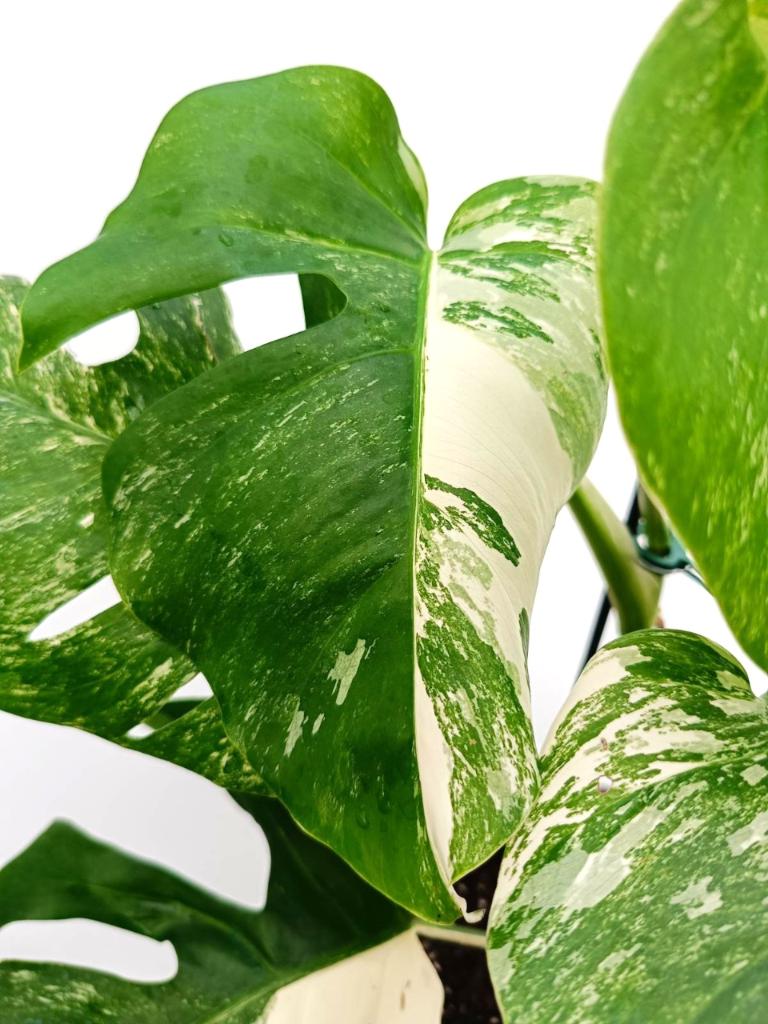 Monstera albo variegata