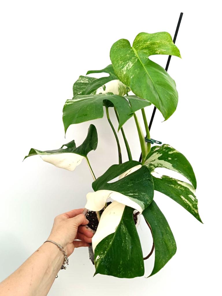 Monstera albo variegata