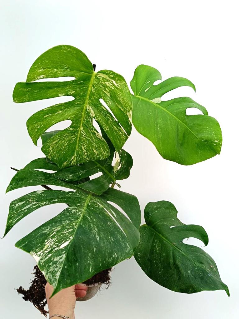 Monstera albo variegata