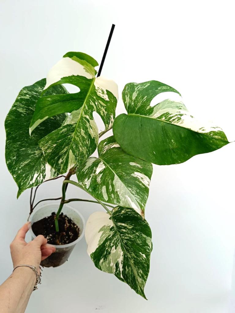 Monstera albo variegata