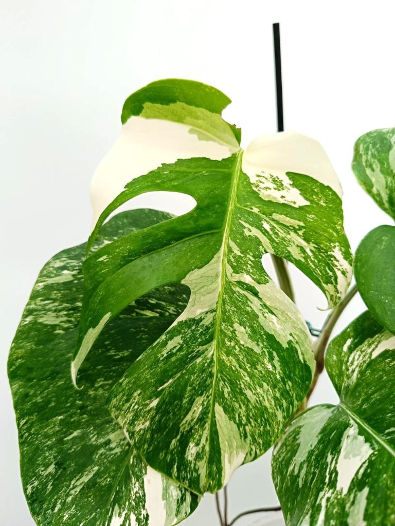 Monstera albo variegata