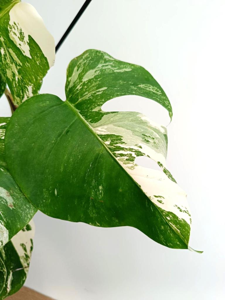 Monstera albo variegata