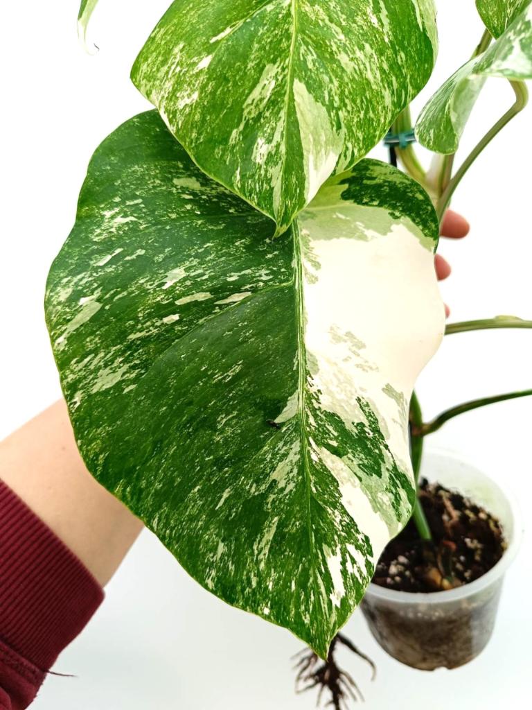 Monstera albo variegata