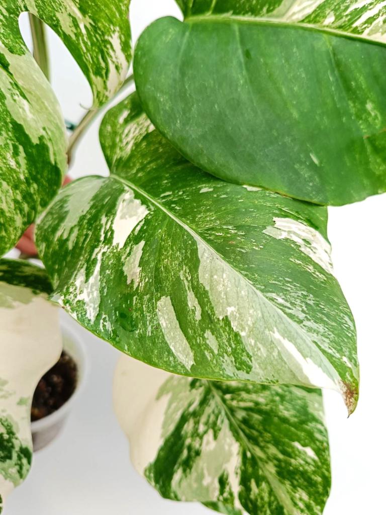 Monstera albo variegata