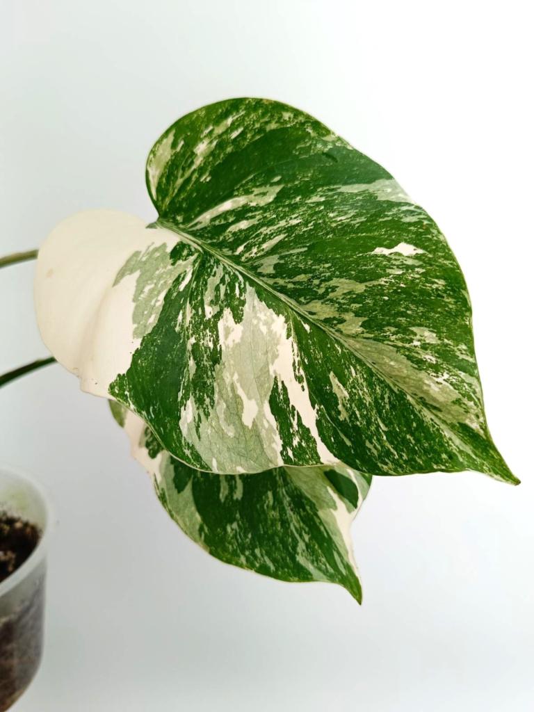 Monstera albo variegata