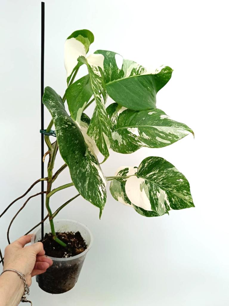 Monstera albo variegata