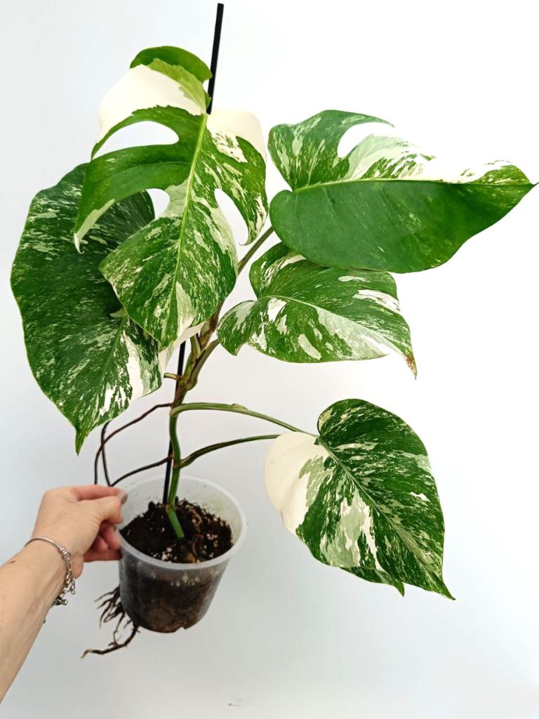 Monstera albo variegata