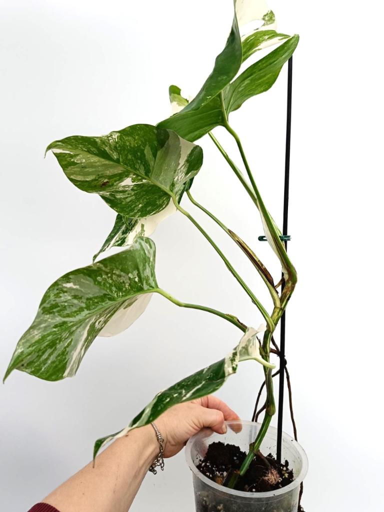 Monstera albo variegata